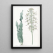 Drimia à feuilles velues - Sydenham Edwards — quadro incorniciato alla parete