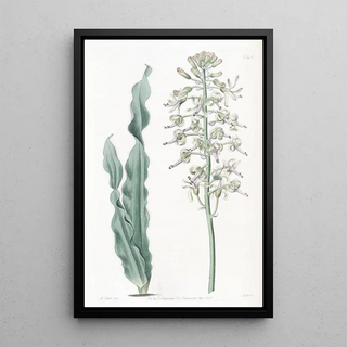 Sydenham Edwards - Villousleaved Drimia.webp