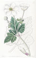 Anémone à feuilles de vigne - Sydenham Edwards — vista dell’opera