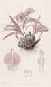 Caelogyne de Wallich - Sydenham Edwards — vista dell’opera