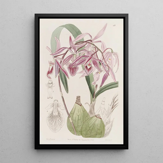 Sydenham Edwards - Warted Epidendrum.webp