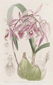 Épidendrum verruqueux - Sydenham Edwards — vista dell’opera