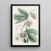 Passiflore verruqueuse - Sydenham Edwards — quadro incorniciato alla parete