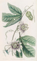 Passiflore verruqueuse - Sydenham Edwards — vista dell’opera