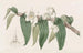 Dendrobium acquatico - Sydenham Edwards — vista dell’opera