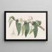 Dendrobium acquatico - Sydenham Edwards — quadro incorniciato alla parete
