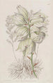 Aiguille d'Adam à feuilles faibles - Sydenham Edwards — vista dell’opera