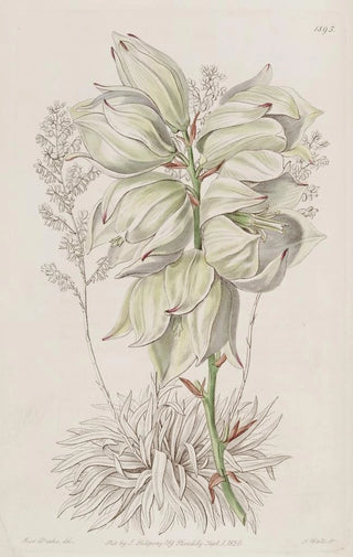 Sydenham Edwards - Weakleaved Adams Needle.webp