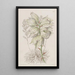 Aiguille d'Adam à feuilles faibles - Sydenham Edwards — quadro incorniciato alla parete