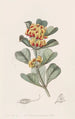 Oxylobium à feuilles en coin - Sydenham Edwards — vista dell’opera