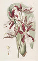 Miltonia à lèvres en coin - Sydenham Edwards — vista dell’opera