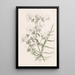 Schizanthus blanc - Sydenham Edwards — quadro incorniciato alla parete