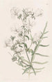 Schizanthus blanc - Sydenham Edwards — vista dell’opera