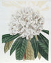 Rhododendron Bianco - Sydenham Edwards — vista dell’opera