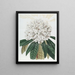 Rhododendron Bianco - Sydenham Edwards — quadro incorniciato alla parete