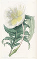Onagre blanche dressée - Sydenham Edwards — vista dell’opera