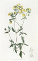 Slipperwort à feuilles blanches - Sydenham Edwards — vista dell’opera
