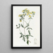 Slipperwort à feuilles blanches - Sydenham Edwards — quadro incorniciato alla parete