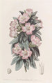 Godetia blanchâtre - Sydenham Edwards — vista dell’opera