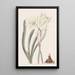 Habranth di colore uniforme - Sydenham Edwards — quadro incorniciato alla parete