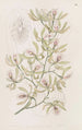 Épidendrum ailé - Sydenham Edwards — vista dell’opera