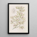 Épidendrum ailé - Sydenham Edwards — quadro incorniciato alla parete