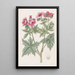 Géranium à fleurs laineuses - Sydenham Edwards — quadro incorniciato alla parete