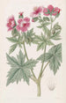 Géranium à fleurs laineuses - Sydenham Edwards — vista dell’opera