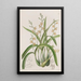 Épidendrum colore ocra giallo - Sydenham Edwards — quadro incorniciato alla parete