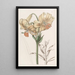 Lys del Giappone giallo - Sydenham Edwards — quadro incorniciato alla parete