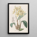 Laelia gialla - Sydenham Edwards — quadro incorniciato alla parete