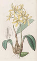 Laelia gialla - Sydenham Edwards — vista dell’opera