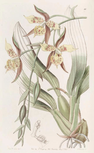 Sydenham Edwards - Yellow and Brown Odontoglossum.webp