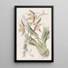 Odontoglossum giallo e marrone - Sydenham Edwards — quadro incorniciato alla parete