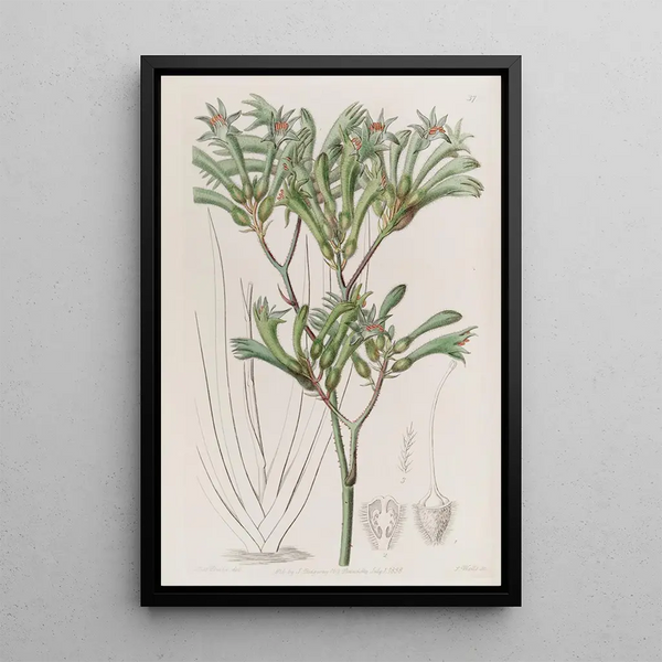 Sydenham Edwards - Yellowhaired Amigozanthus.webp