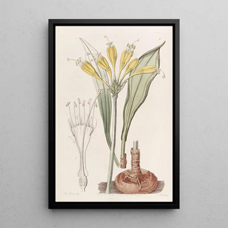 Sydenham Edwards - YolkofEgg Stenomesson.webp