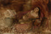Donna con una chitarra - Szymon Buchbinder — vista dell’opera