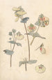 Études de fleurs - Theo Nieuwenhuis — vista dell’opera