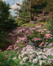Rododendro rosa e bianco in una foresta - Thomas Allen Jr — vista dell’opera