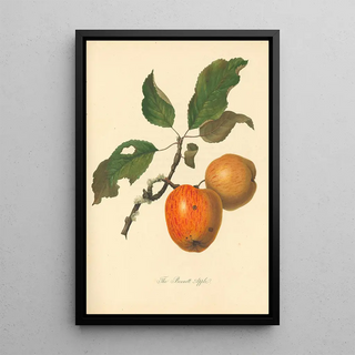 Thomas Andrew Knight - Bennett Apple.webp