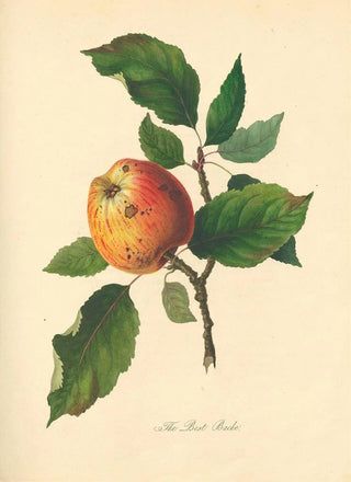 Thomas Andrew Knight - Best Bache.webp