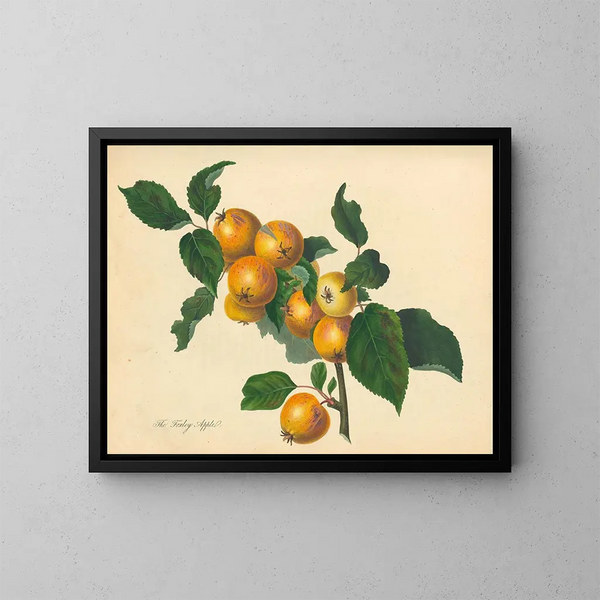 Pomme de Foxley - Thomas Andrew Knight — quadro incorniciato alla parete