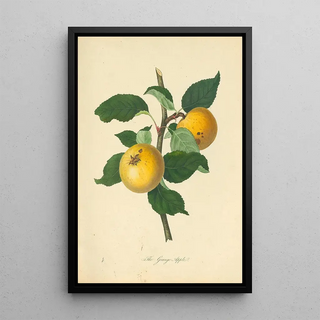 Thomas Andrew Knight - Grange Apple.webp