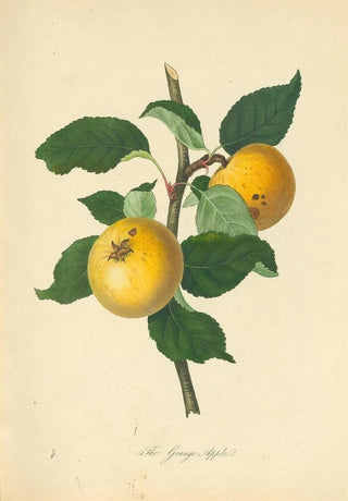 Thomas Andrew Knight - Grange Apple.webp