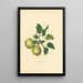 Poire Oldfield - Thomas Andrew Knight — quadro incorniciato alla parete
