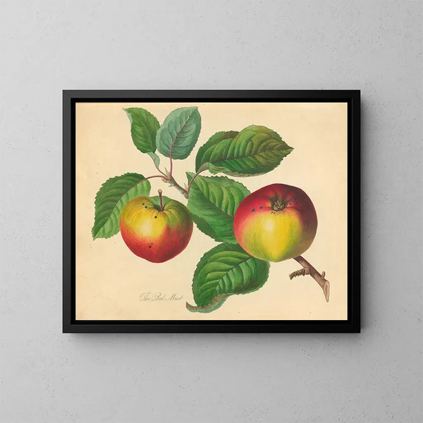 Rosso Must - Thomas Andrew Knight — quadro incorniciato alla parete