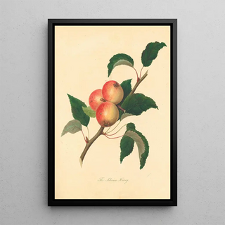 Thomas Andrew Knight - Siberian Harvey.webp