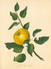 Pomme a nocciolo Steads - Thomas Andrew Knight — vista dell’opera