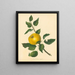 Pomme a nocciolo Steads - Thomas Andrew Knight — quadro incorniciato alla parete