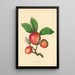 Woodcock - Thomas Andrew Knight — quadro incorniciato alla parete